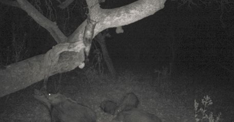 8 days Waterberg Night Hunt Package