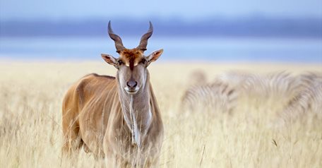 Eland Hunt