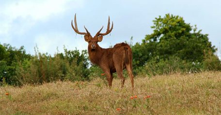 Rusa deer with 5* accommodation