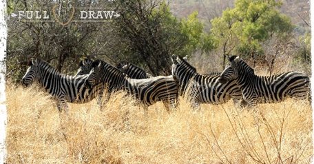 8 day Bushveld Hunt 2x1