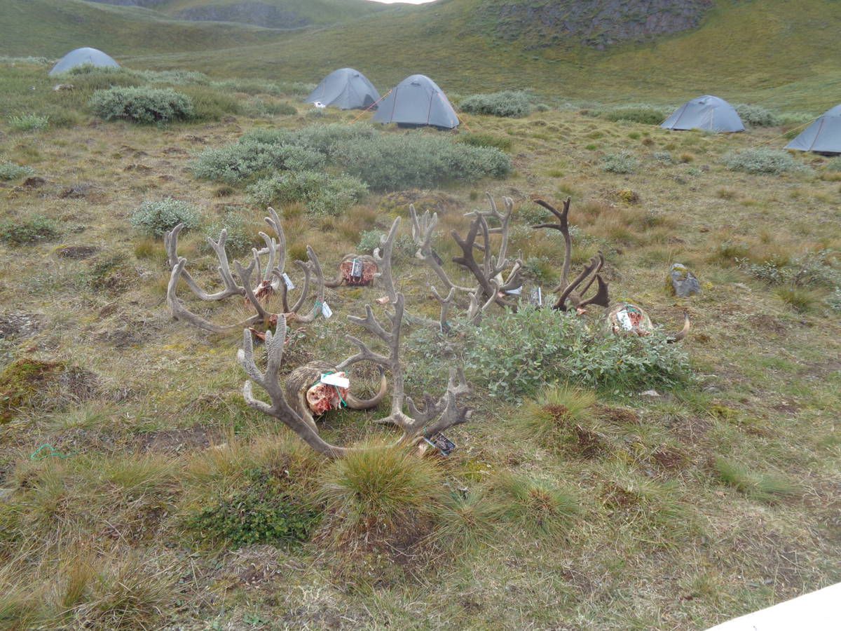 Hunting accommodation