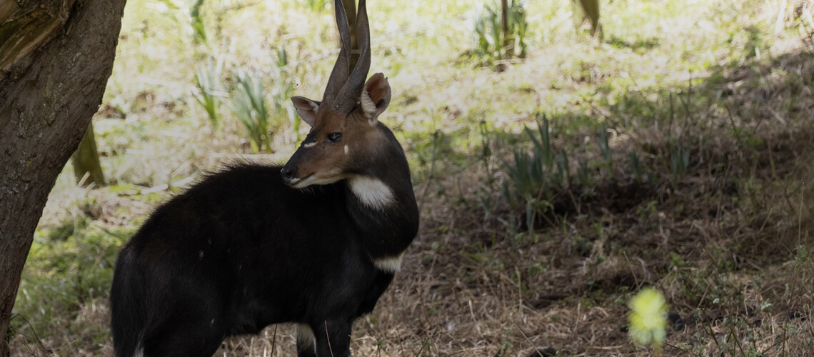 Menelik Bushbuck hunting