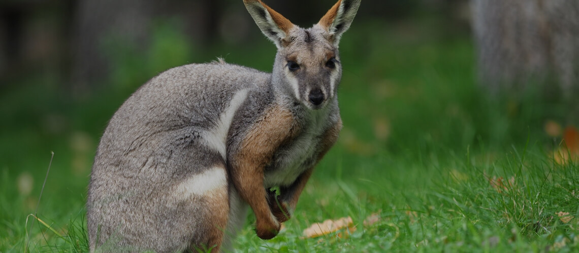 Wallaby hunting
