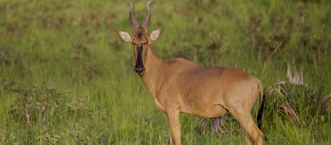 Lichtenstein Antilope jagen