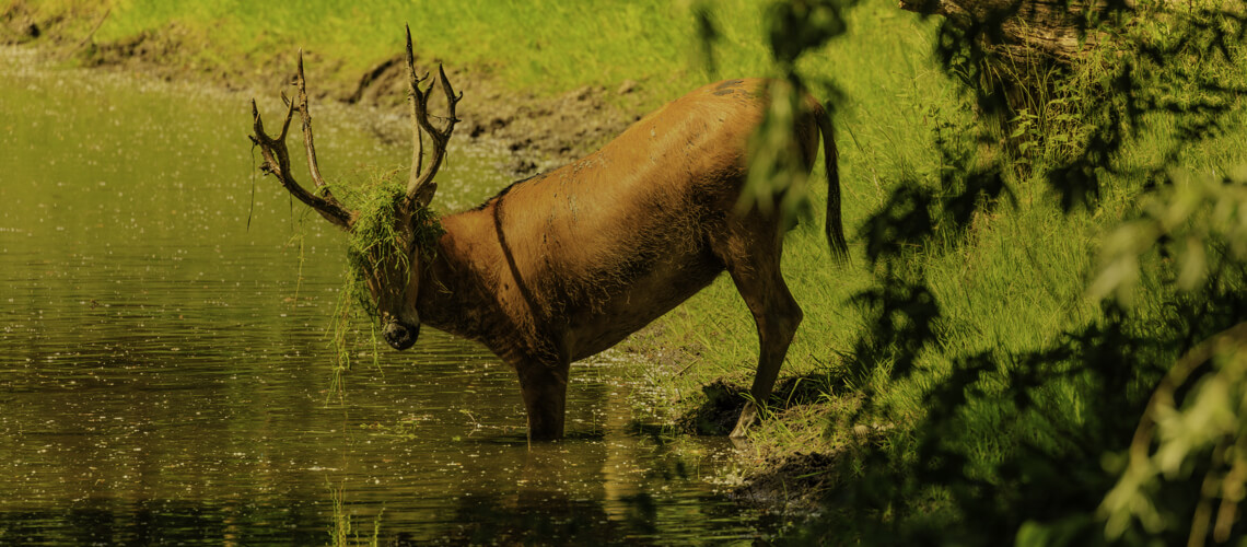 Pere David's Deer hunting