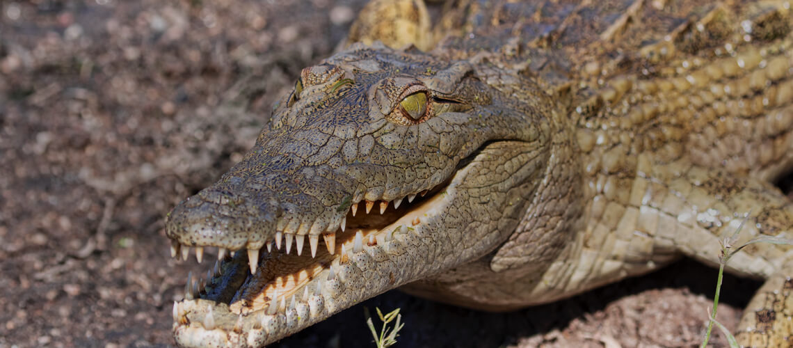 Crocodile hunting
