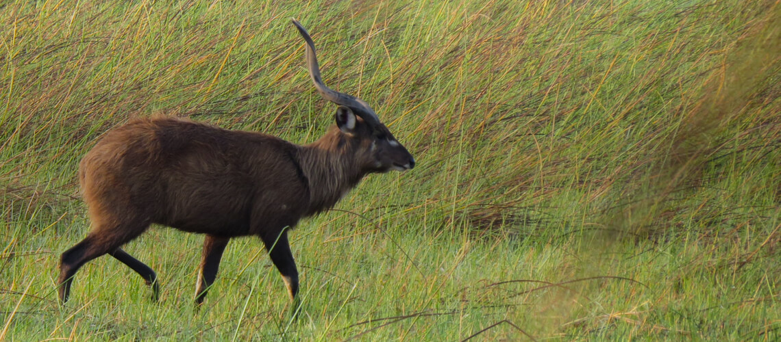 Sitatunga hunting