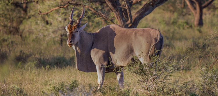 Cape eland hunting in South Africa