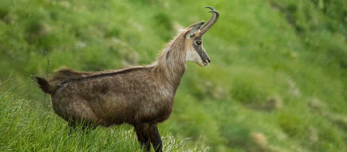 Balkan Chamois hunting
