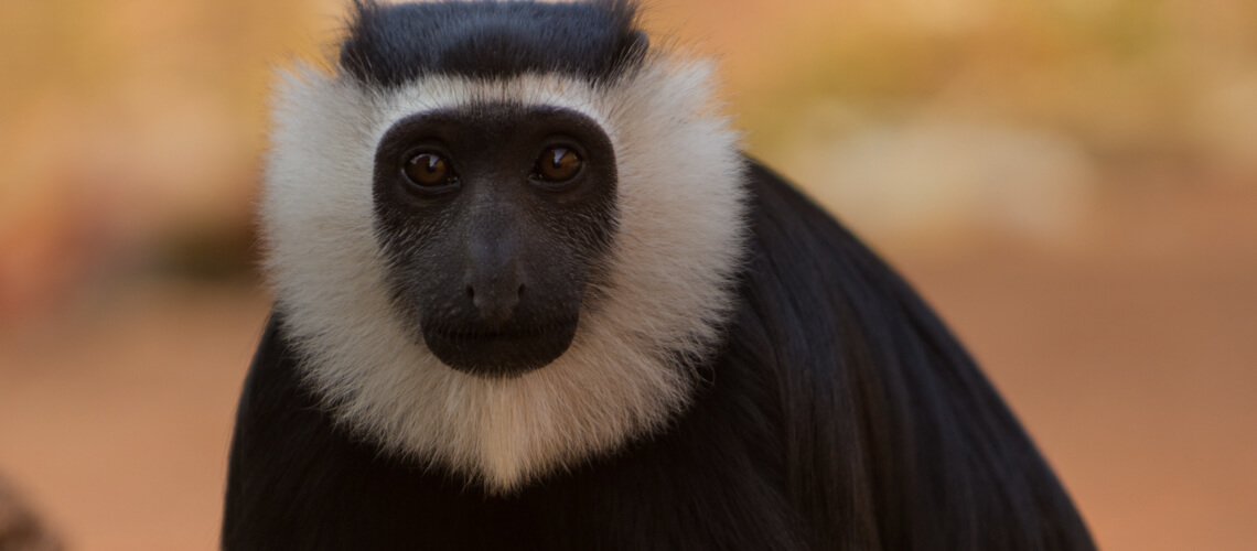 Black-And-White Colobus hunting