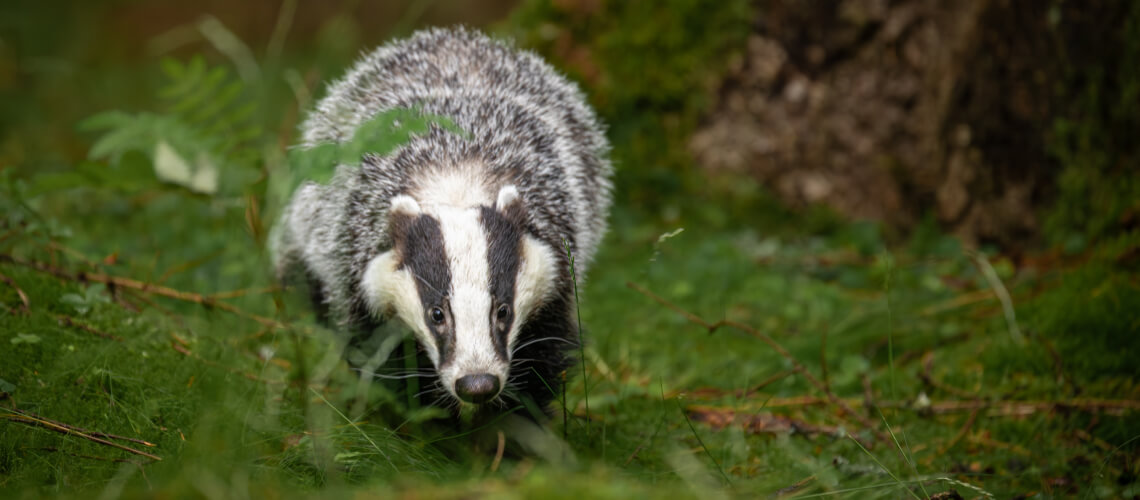 Badger hunting