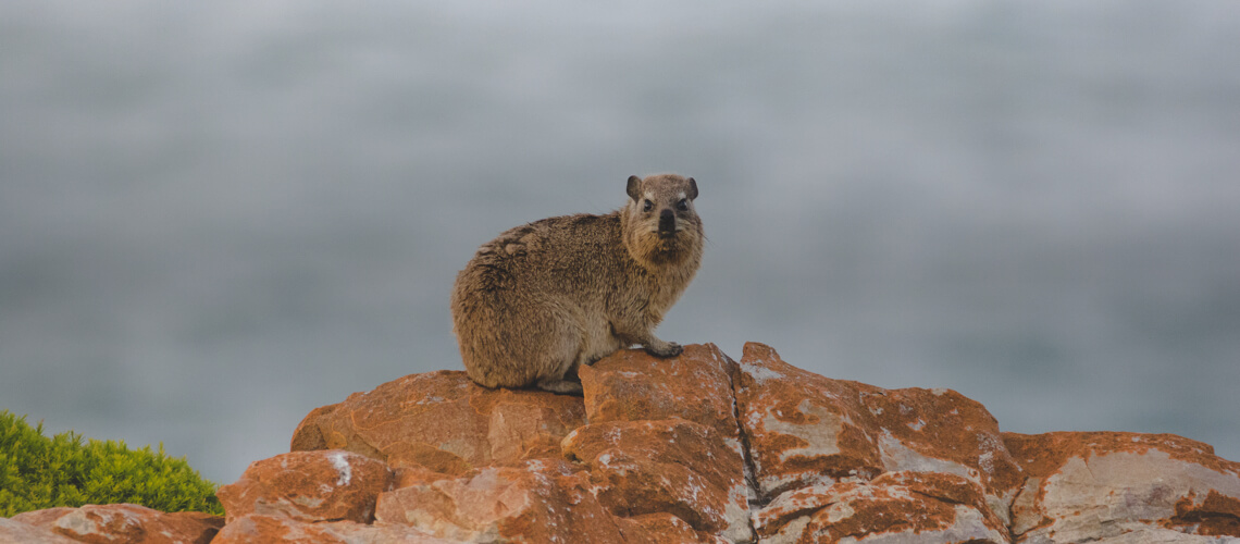 Hyrax hunting