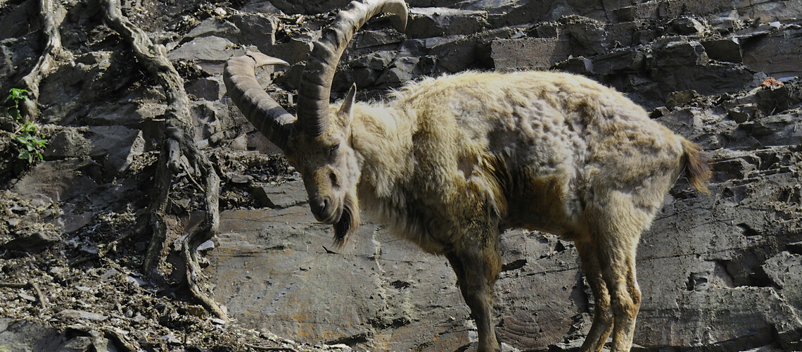 Kuban (Western) Tur hunting