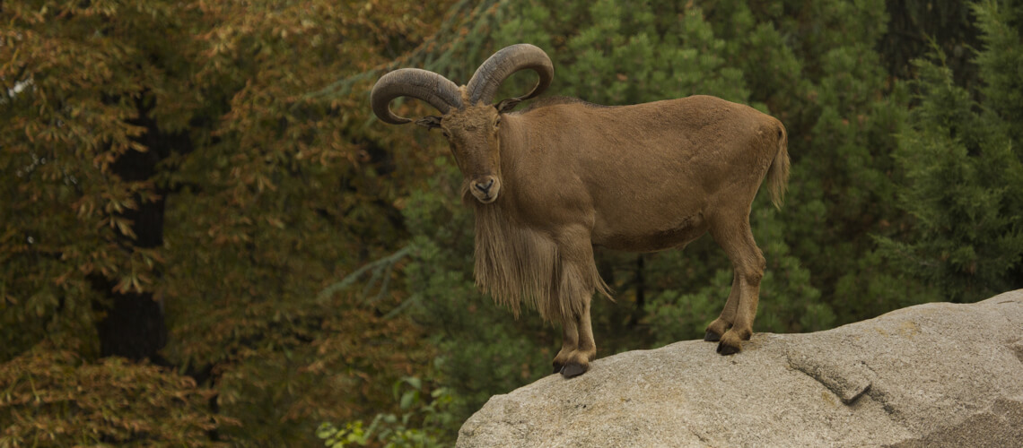Barbary Sheep hunting