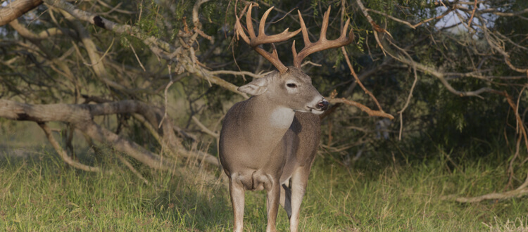 White tailed deer hunting in Texas