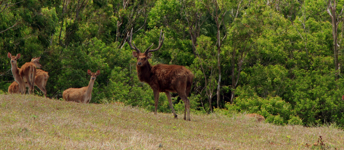 Rusa Deer hunting