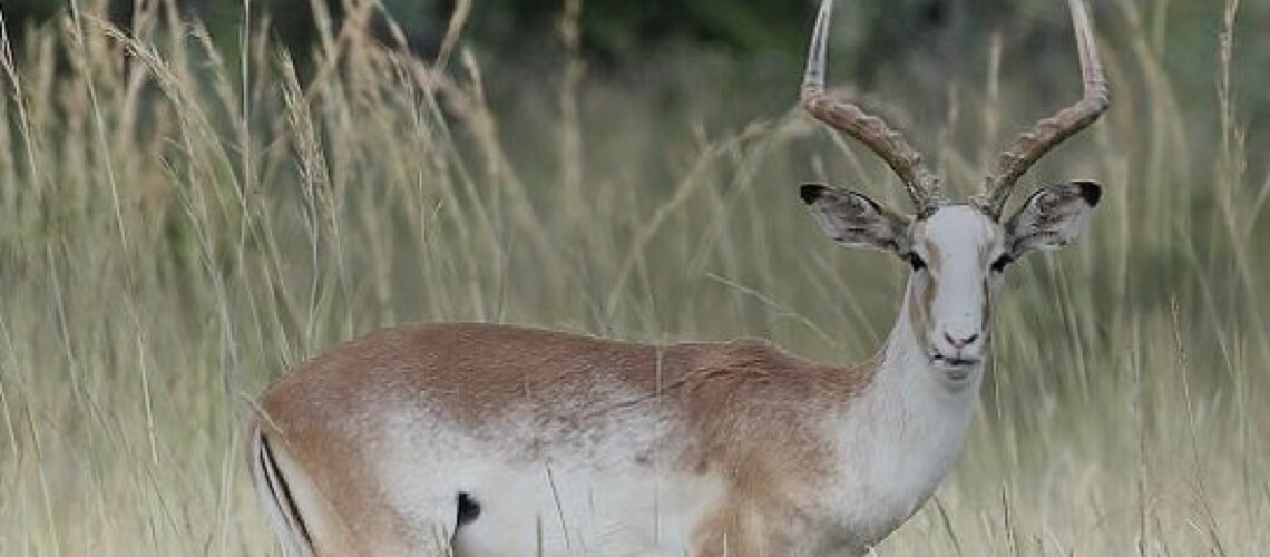 White-Flanked Impala hunting