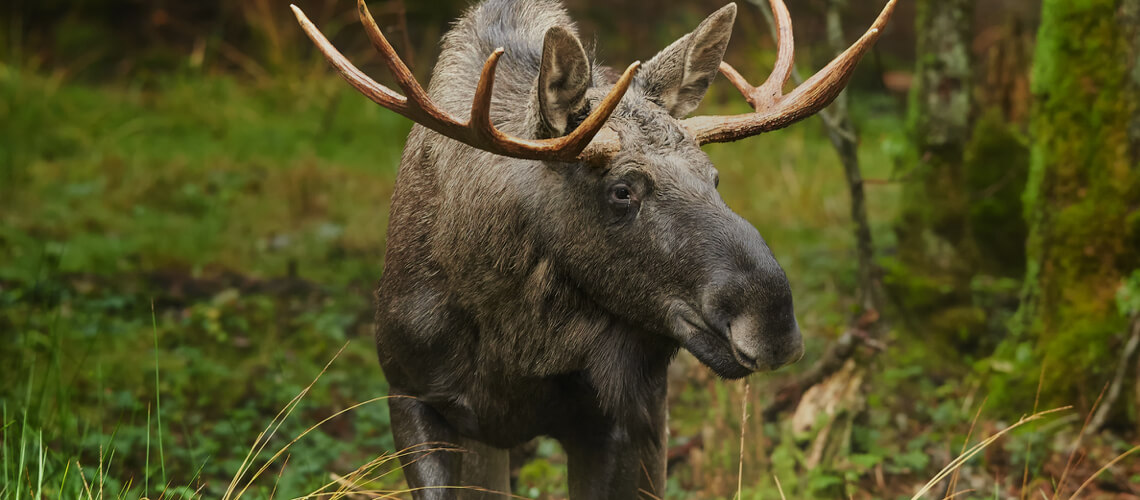 Amur Moose hunting