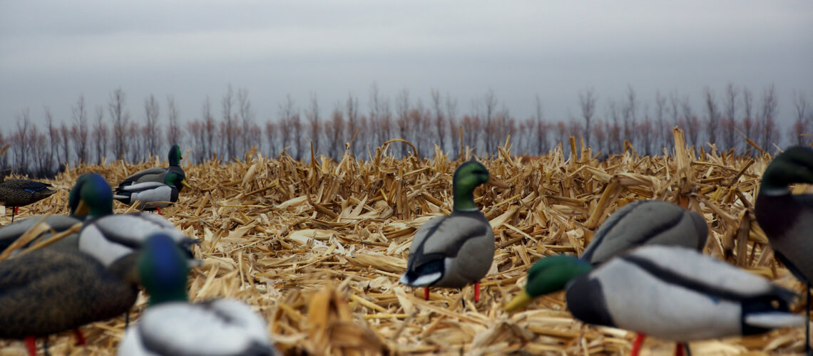 Waterfowl hunt