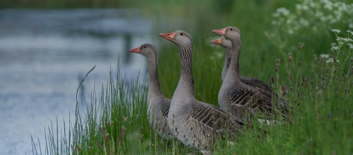 Greylag Goose hunting