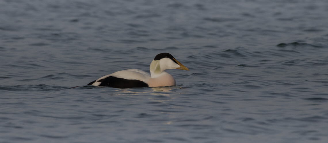 Common Eider hunting