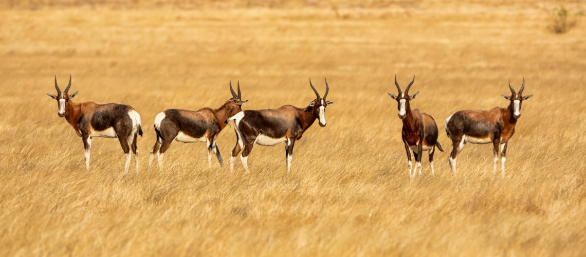 Plains Game hunt