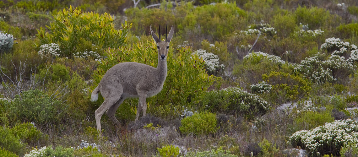 Grey Rhebuck hunting