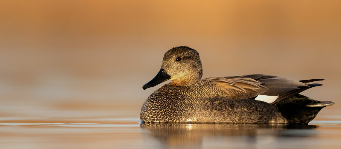 Gadwall hunting