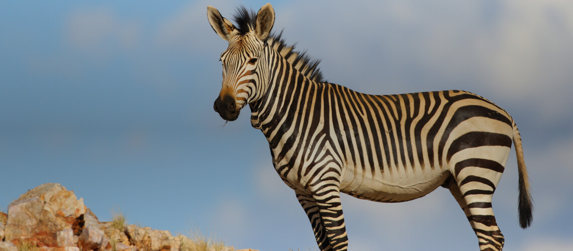 Mountain Zebra hunting
