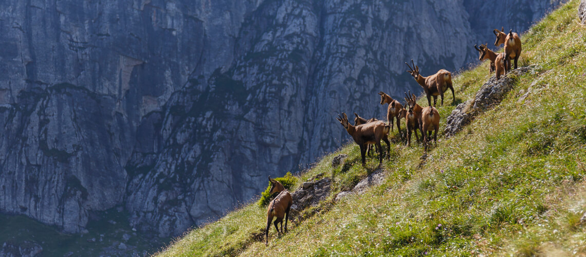 Carpathian Chamois hunting