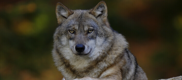 Predators hunt in Canada