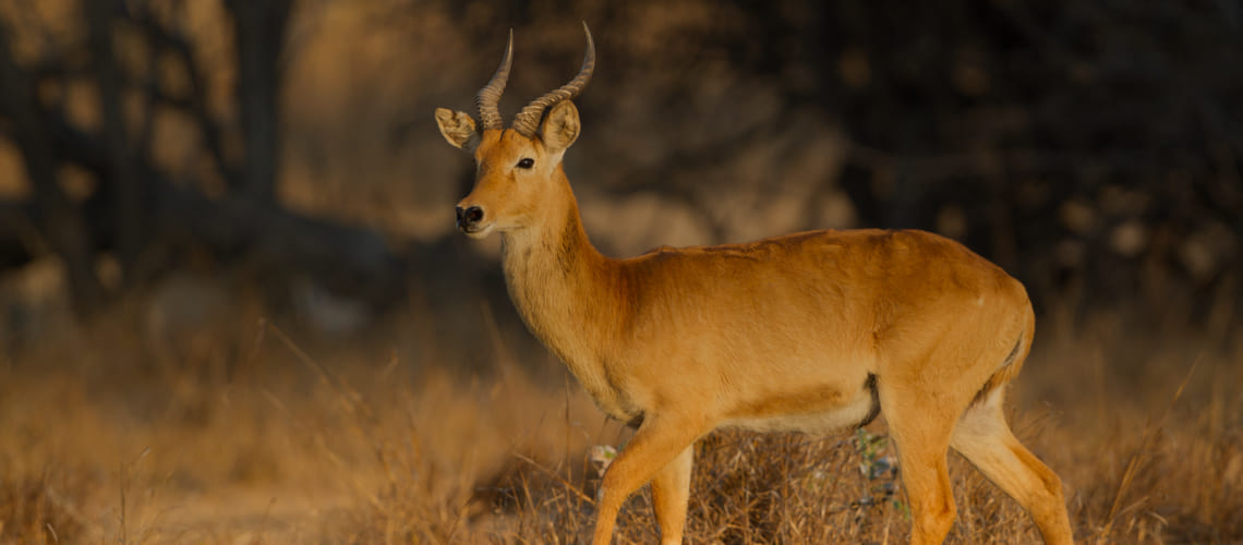 Puku hunting