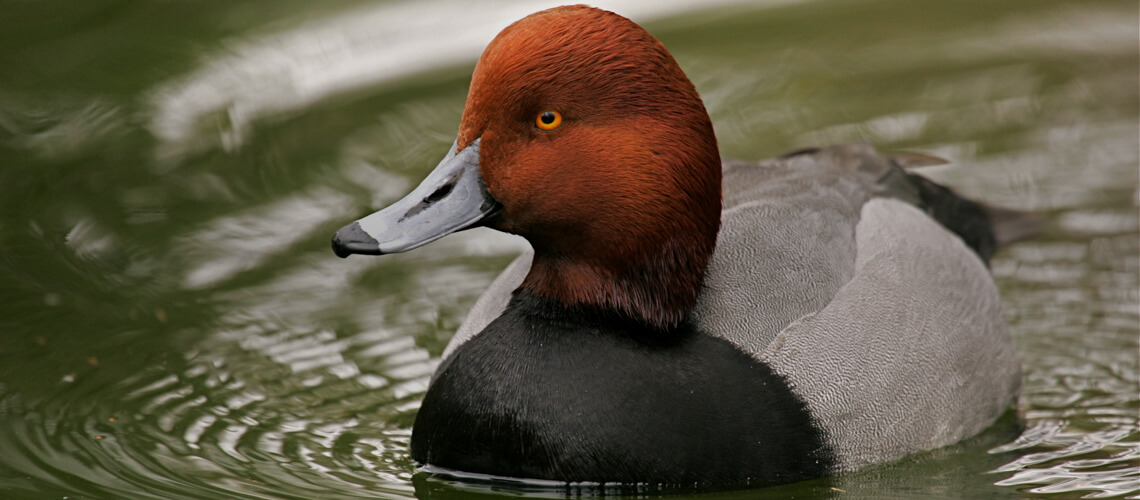 Redhead Duck hunting