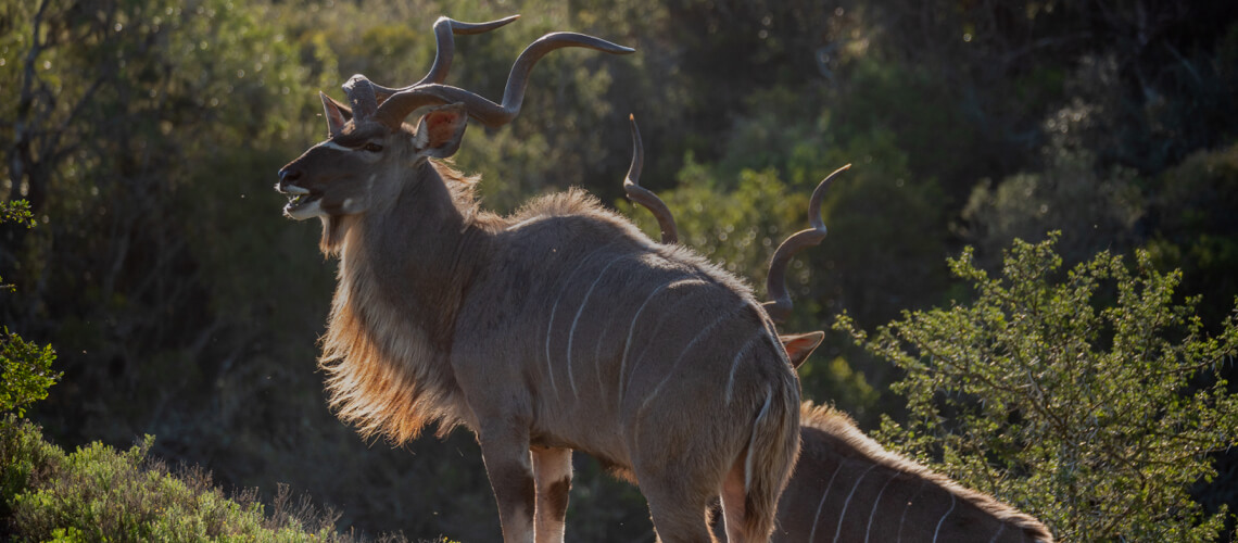 Eastern Cape Kudu hunting