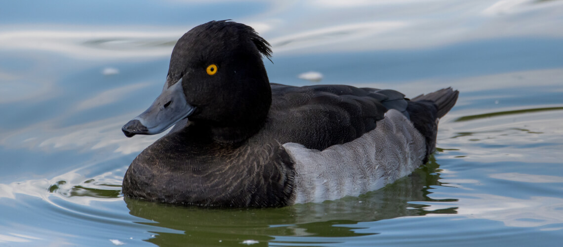 Tufted Duck hunting