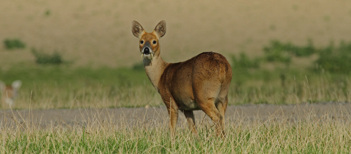 Chinese Water Deer hunting