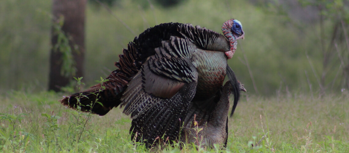 Osceola Turkey hunting