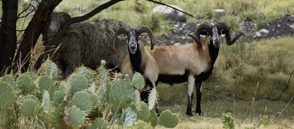 Corsican Sheep hunting