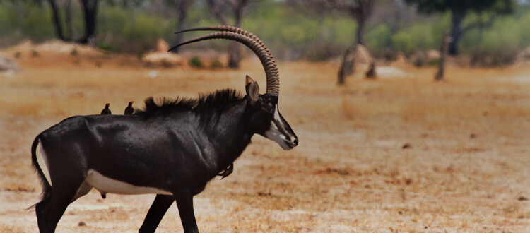 Sable hunting in South Africa