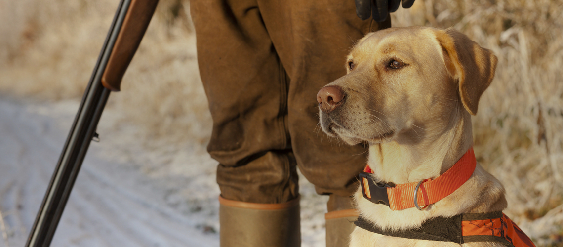 Jagd mit Hunden