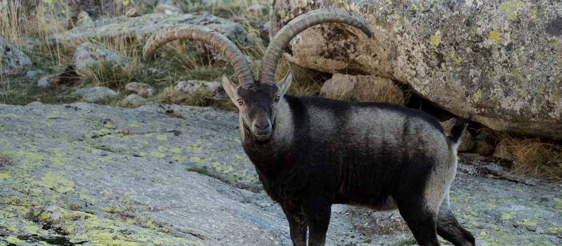 Gredos Ibex hunting