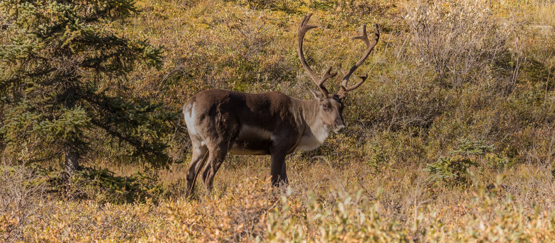 Barren Ground Caribou hunting