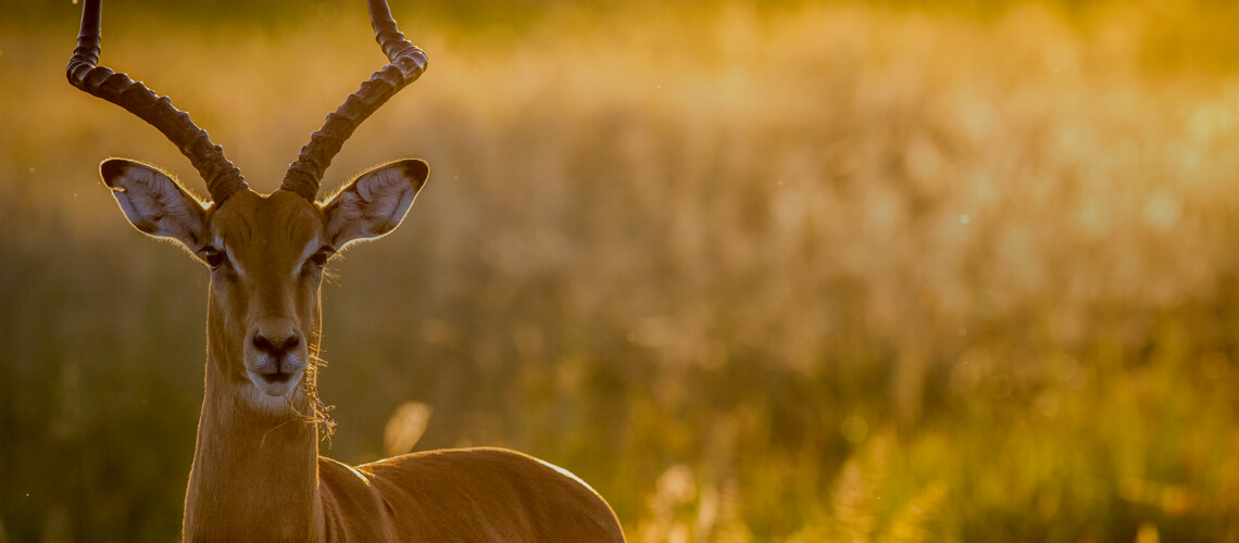 Impala hunting