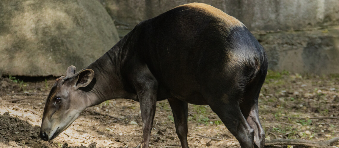 Yellow-Backed Duiker hunting