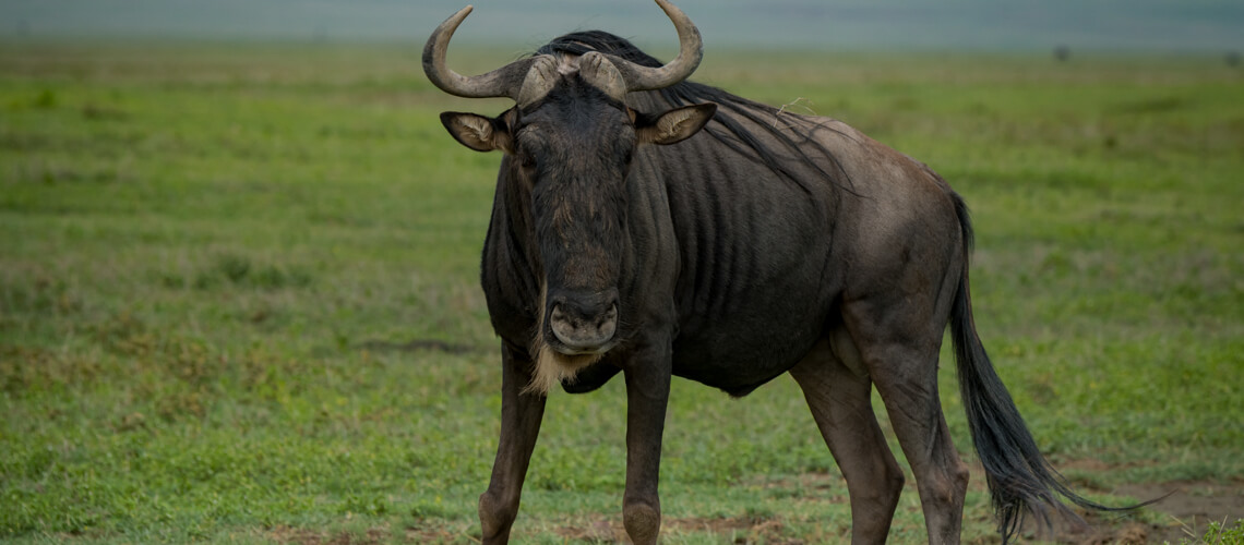 White-Bearded Wildebeest hunting
