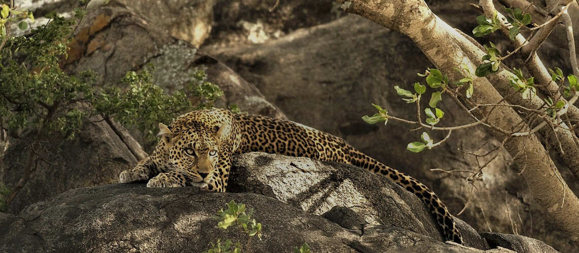Panther Trackers