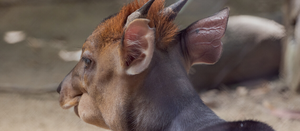 Black-Fronted Duiker hunting