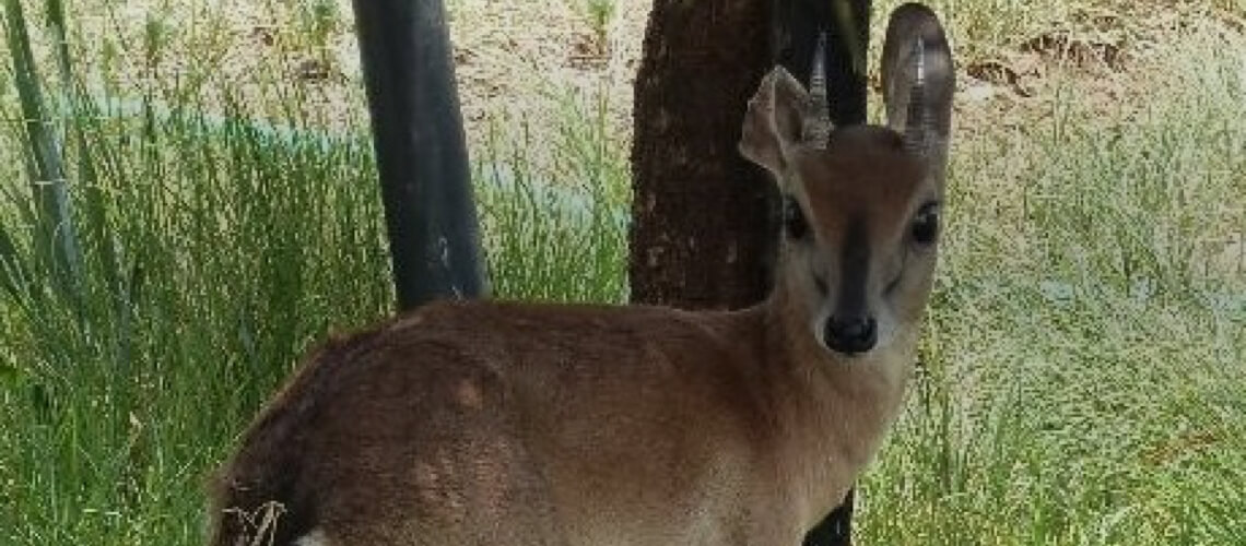 Livingstone’S Suni hunting