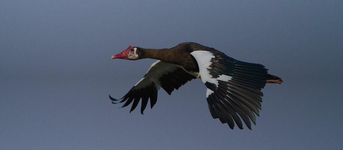 Spur-Winged Goose hunting