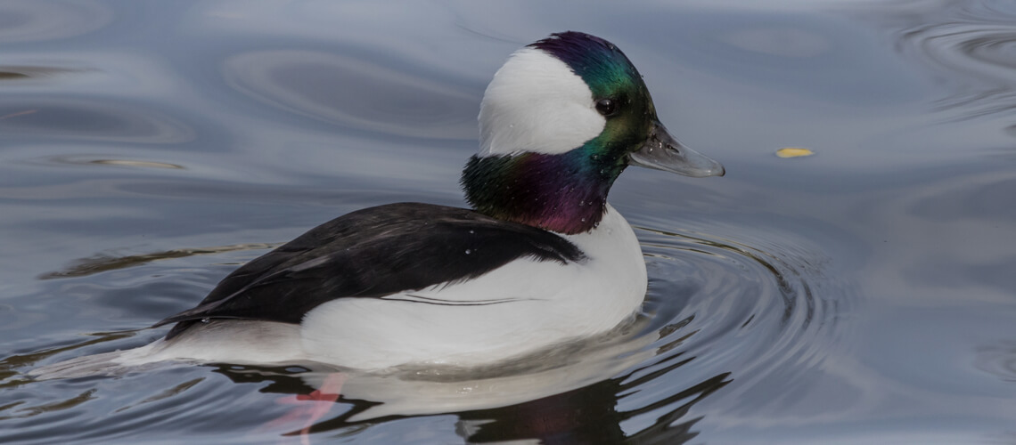 Bufflehead Duck hunting